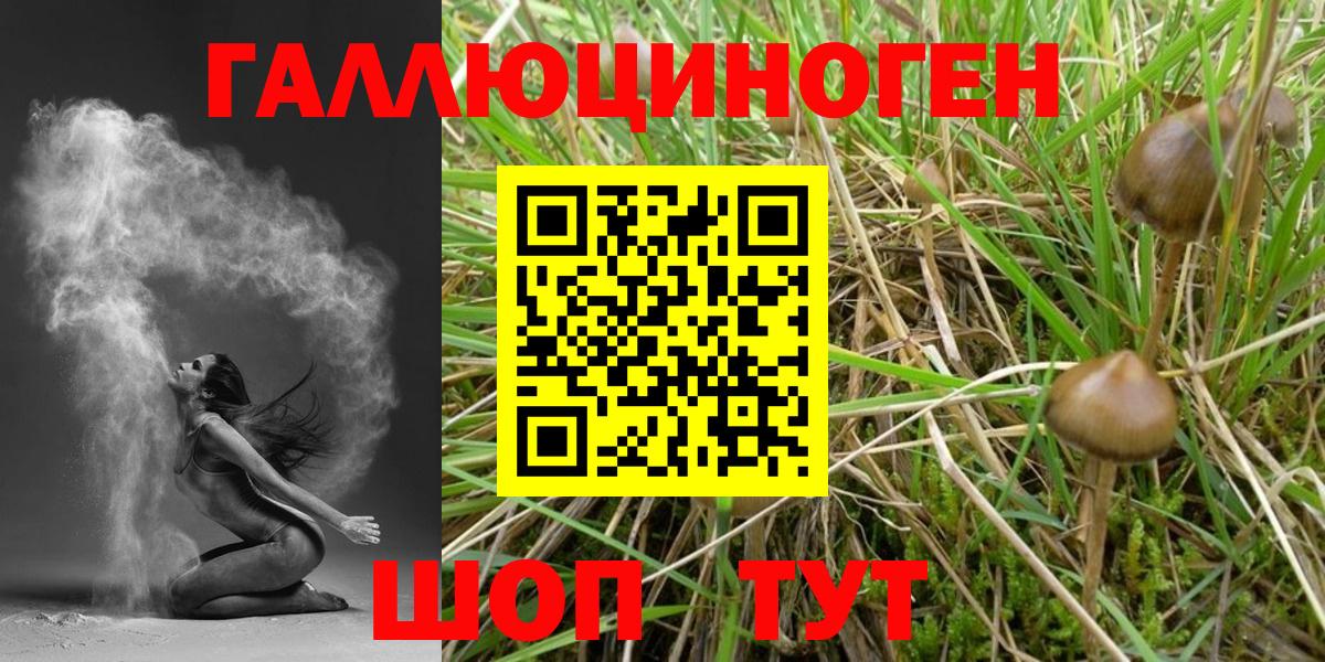 Псилоцибиновые грибы Psilocybe Новошахтинск